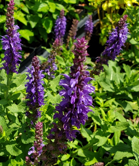 Lyrical™ Silvertone Salvia, Woodland Sage, Balkan Clary, Salvia nemorosa 'Balyricsil'
